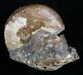 Beautiful Inch Hoploscaphites Ammonite #2060-2